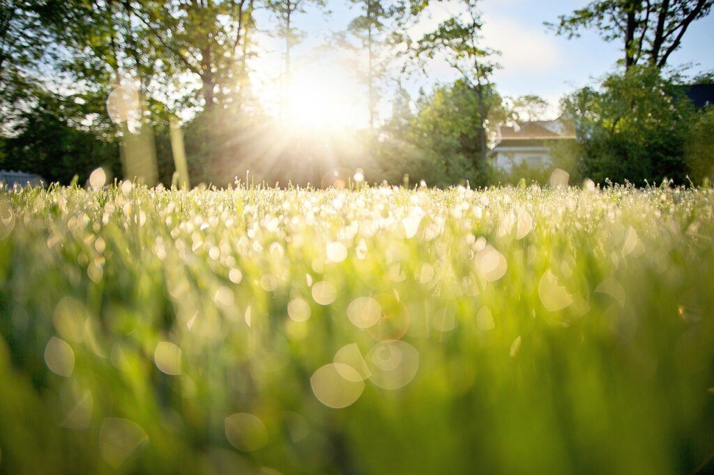 dew on grass, early morning dew, morning